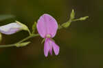 Downy milkpea